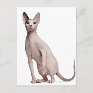Sphynx (13 Monate alt) Postkarte