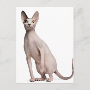 Sphynx (13 Monate alt) Postkarte