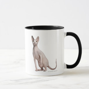 Sphynx (13 Monate alte) Tasse