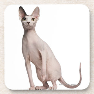 Sphynx (13 Monate alte) Untersetzer
