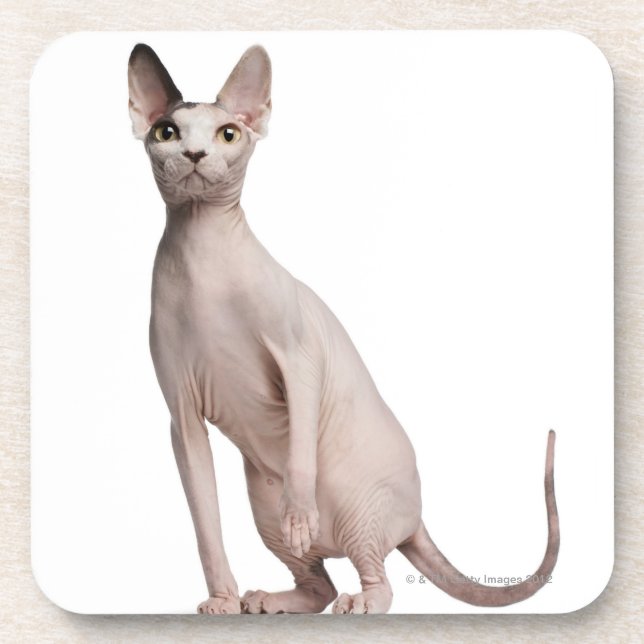 Sphynx (13 Monate alte) Untersetzer (Vorderseite)