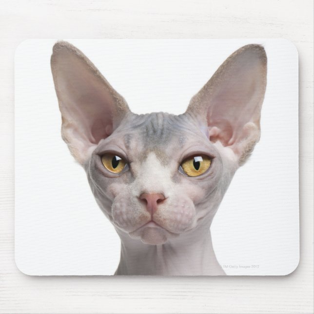 Sphynx (7 Monate alt) Mousepad (Vorne)
