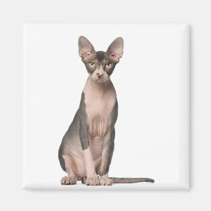 Sphynx (7 Monate alt), Sitzung Magnet