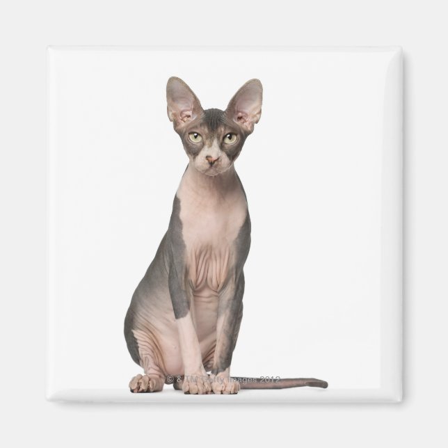 Sphynx (7 Monate alt), Sitzung Magnet (Vorne)