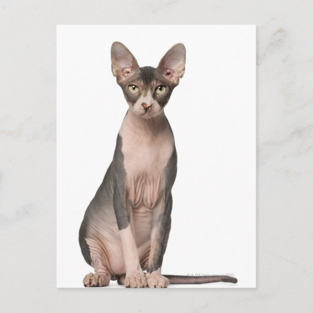 Sphynx (7 Monate alt), Sitzung Postkarte (Vorderseite)