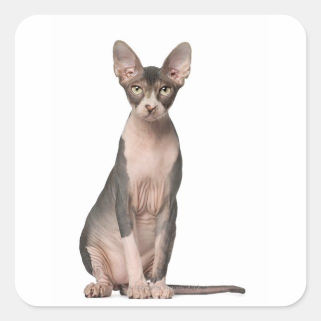Sphynx (7 Monate alt), Sitzung Quadratischer Aufkleber (Vorderseite)
