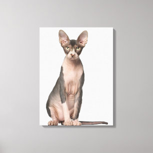 Sphynx (7 Monate alte) Sitzen Leinwanddruck