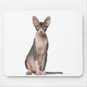 Sphynx (7 Monate alte) Sitzen Mousepad