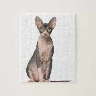 Sphynx (7 Monate alte) Sitzen Puzzle