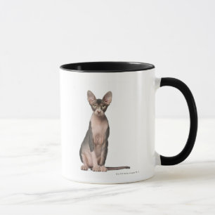 Sphynx (7 Monate alte) Sitzen Tasse