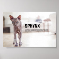 Sphynx Cat Breed