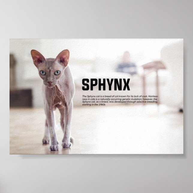 Sphynx Cat Breed Poster (Vorne)
