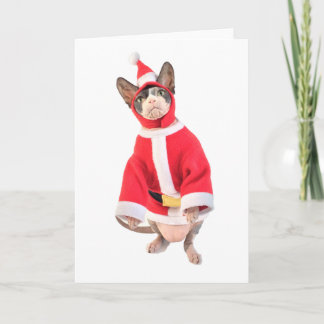 Sphynx Cat Christmas Card Feiertagskarte