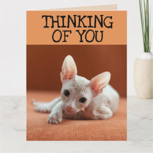 SPHYNX CAT DENKEN SIE GREETING CARD KARTE