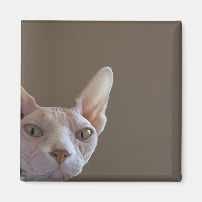 Sphynx Cat Magnet (Vorne)