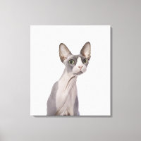 Sphynx Cat mit überraschtem Ausdruck