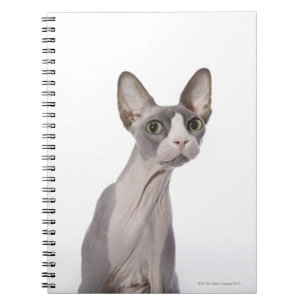 Sphynx Cat mit überraschtem Ausdruck Notizblock