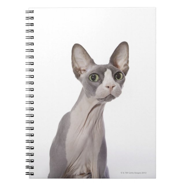 Sphynx Cat mit überraschtem Ausdruck Notizblock (Vorderseite)