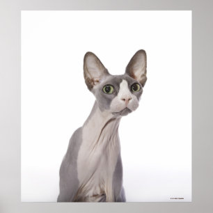 Sphynx Cat mit überraschtem Ausdruck Poster