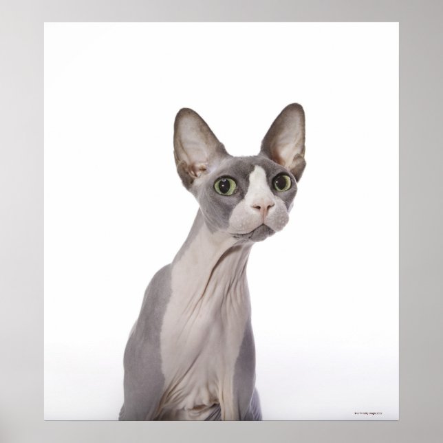 Sphynx Cat mit überraschtem Ausdruck Poster (Vorne)