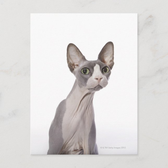 Sphynx Cat mit überraschtem Ausdruck Postkarte (Vorderseite)
