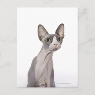 Sphynx Cat mit überraschtem Ausdruck Postkarte
