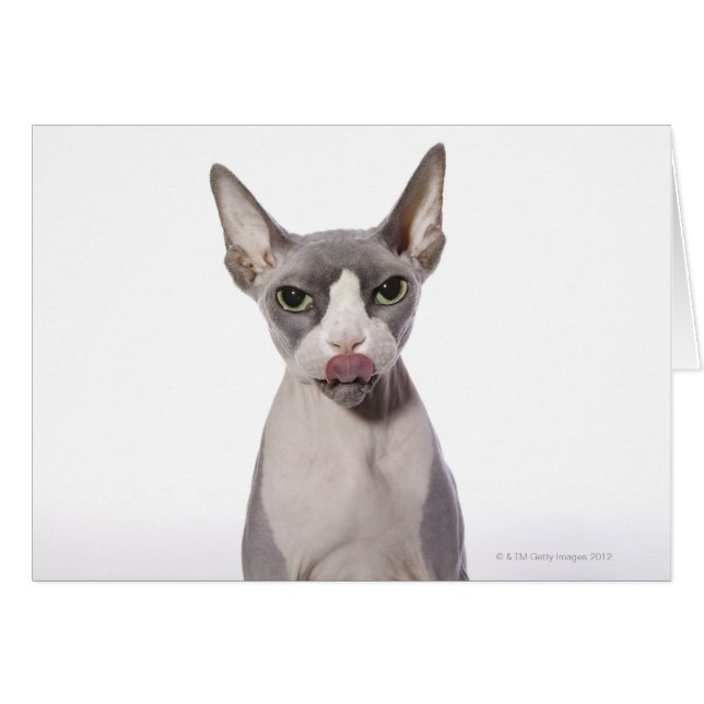 Sphynx Cat mit Zunge (Vorderseite (Horizontal))