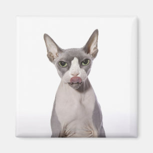 Sphynx Cat mit Zunge Magnet