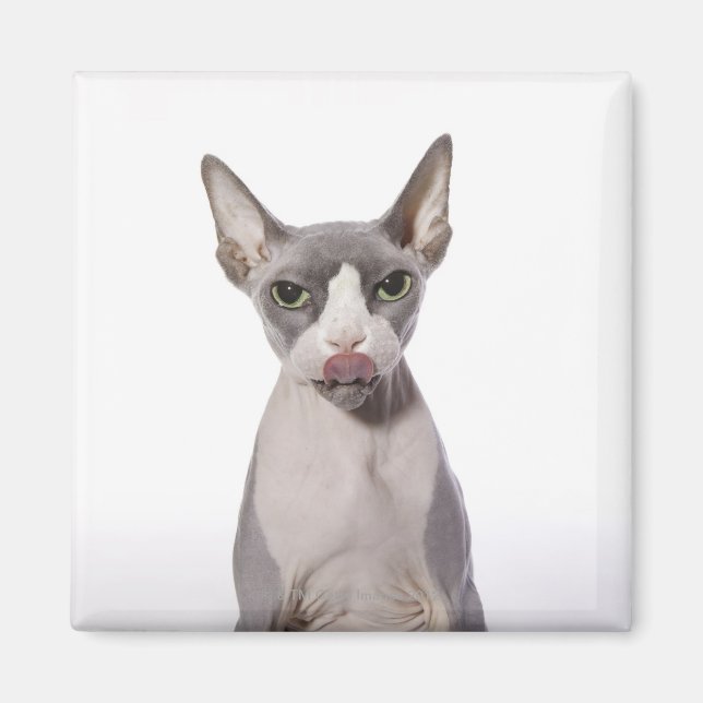 Sphynx Cat mit Zunge Magnet (Vorne)