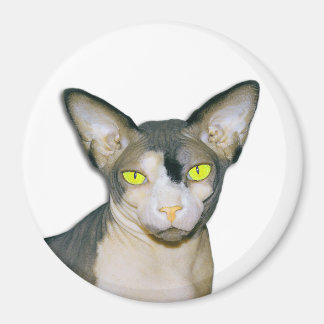 Sphynx Cat Ninja Weiße Runde Magnet