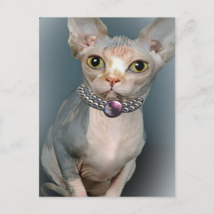 Sphynx Cat Postkarten