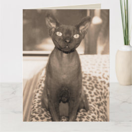 Sphynx Devon Rex Cat Large Sepia Fotografie Karte