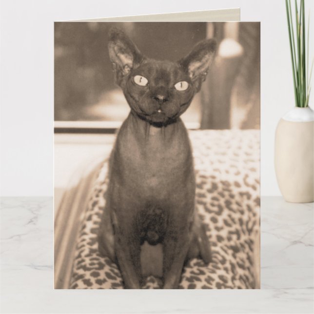 Sphynx Devon Rex Cat Large Sepia Fotografie Karte (Vorderseite)