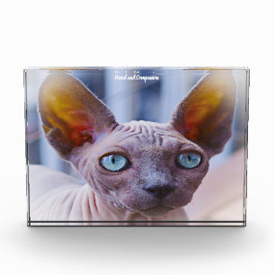 Sphynx-Katze Fotoblock