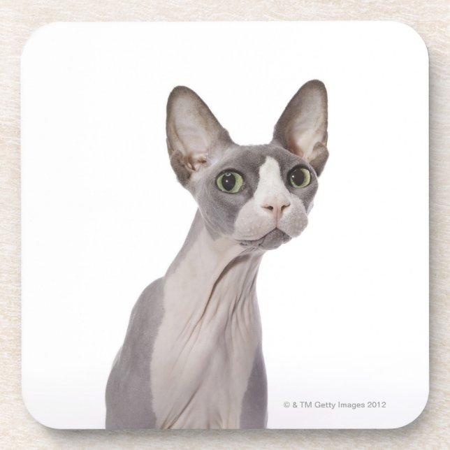 Sphynx Katze mit überraschtem Ausdruck Getränkeuntersetzer (Vorderseite)