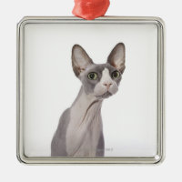 Sphynx Katze mit überraschtem Ausdruck