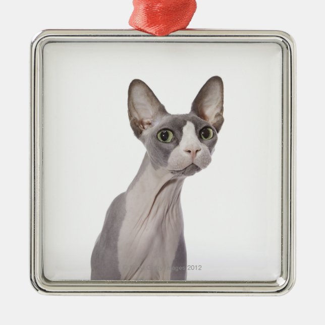 Sphynx Katze mit überraschtem Ausdruck Silbernes Ornament (Vorne)