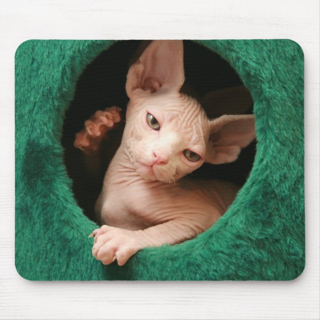 Sphynx Katze Mousepad | GoSphynx.com (Vorne)