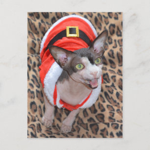 Sphynx Katze Ninja Sankt Weihnachten
