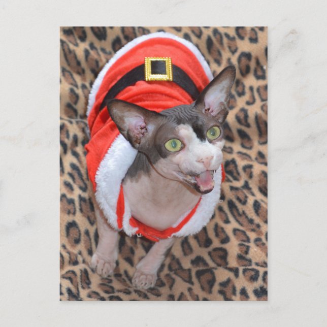 Sphynx Katze Ninja Sankt Weihnachten (Vorderseite)