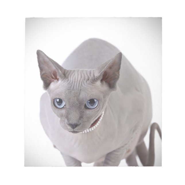 Sphynx Katze Notizblock (Vorderseite)