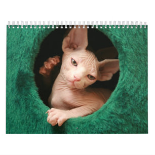 Sphynx Katzen-Wandkalender   GoSphynx.com Kalender