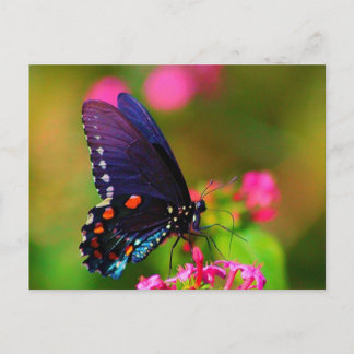Spicebush Frack Butterfly Postkarte