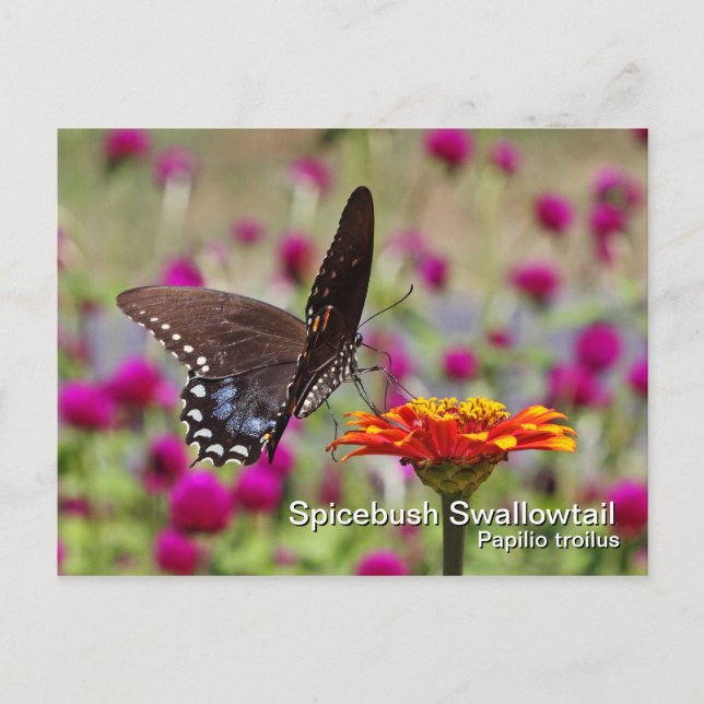 Spicebush Frack Postkarte (Vorderseite)