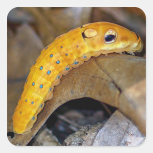 Spicebush Frack Raupe Square Aufkleber