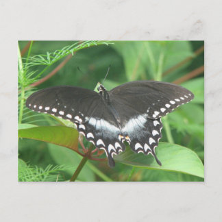 Spicebush Postkarte