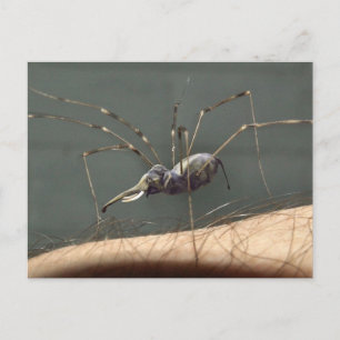 Spidephäre Postkarte