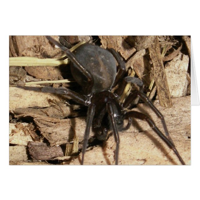 Spider (Vorderseite (Horizontal))