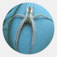 Spider 164 ~ Aufkleber