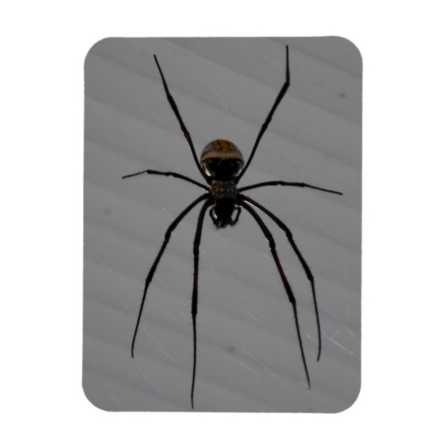 Spider 3"x4" Magnet (Vertikal)